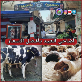 بالميرا